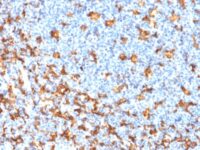 Formalin-fixed, paraffin embedded human tonsil sections stained with 100 ul anti-PSAP (clone rAIF1/1909) at 1:200. HIER epitope retrieval prior to staining was performed in 10mM Citrate, pH 6.0.